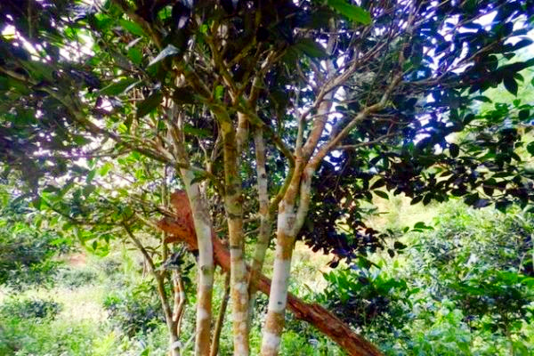 蛮砖高杆615_副本.jpg 蛮砖高杆615_副本.jpg